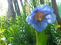 Click image for larger version

Name:	meconopsis.jpg
Views:	211
Size:	547.7 KB
ID:	2375221