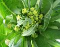 Click image for larger version

Name:	romanesco.jpg
Views:	415
Size:	560.5 KB
ID:	2375241