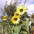 Click image for larger version

Name:	octsunflower.jpg
Views:	246
Size:	617.7 KB
ID:	2375299