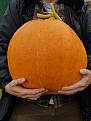 Click image for larger version

Name:	Pumkin 2.jpg
Views:	226
Size:	93.6 KB
ID:	2375318