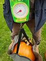 Click image for larger version

Name:	Pumkin 2 weighing.jpg
Views:	215
Size:	120.4 KB
ID:	2375319