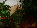 Click image for larger version

Name:	Basket of Fire and neighbours.JPG
Views:	241
Size:	79.8 KB
ID:	2375359