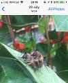 Click image for larger version

Name:	IMG_E2184.JPG
Views:	239
Size:	406.1 KB
ID:	2375362