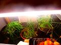 Click image for larger version

Name:	Guardsman under grow lights.JPG
Views:	210
Size:	78.6 KB
ID:	2375371