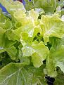 Click image for larger version

Name:	treecabbage.jpg
Views:	2564
Size:	311.9 KB
ID:	2375644