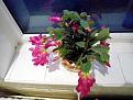 Click image for larger version

Name:	Cactus 1.jpg
Views:	172
Size:	134.9 KB
ID:	2375790