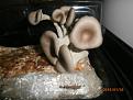 Click image for larger version

Name:	parsnipLeeksOysters.JPG
Views:	340
Size:	158.2 KB
ID:	2376079