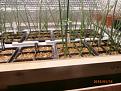 Click image for larger version

Name:	OnionSupports (2).JPG
Views:	318
Size:	173.4 KB
ID:	2376194