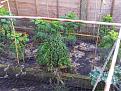 Click image for larger version

Name:	kale.jpg
Views:	255
Size:	192.6 KB
ID:	2376704