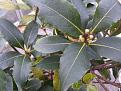 Click image for larger version

Name:	bayTreeSeeds.jpg
Views:	943
Size:	105.5 KB
ID:	2376804