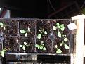 Click image for larger version

Name:	IMG_0594.jpg
Views:	209
Size:	116.4 KB
ID:	2376834