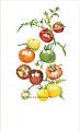Click image for larger version

Name:	rain bow cherry mix.jpg
Views:	304
Size:	32.3 KB
ID:	2376941