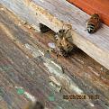 Click image for larger version

Name:	IMG_0473.JPG
Views:	361
Size:	121.8 KB
ID:	2376969