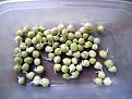 Click image for larger version

Name:	Peas 2018.jpg
Views:	187
Size:	136.4 KB
ID:	2376984