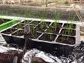 Click image for larger version

Name:	SpringOnions1.jpeg
Views:	231
Size:	159.4 KB
ID:	2377142