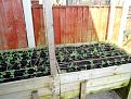 Click image for larger version

Name:	peas 18 1.jpg
Views:	183
Size:	170.6 KB
ID:	2377387