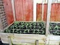 Click image for larger version

Name:	peas 18 2.jpg
Views:	191
Size:	159.6 KB
ID:	2377388