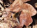 Click image for larger version

Name:	mystery insect.jpg
Views:	258
Size:	129.6 KB
ID:	2377455