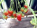 Click image for larger version

Name:	Strawberries 18-2.jpg
Views:	234
Size:	161.4 KB
ID:	2378203