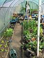 Click image for larger version

Name:	Polytunnel_18518.jpg
Views:	295
Size:	240.6 KB
ID:	2378332
