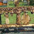 Click image for larger version

Name:	IMG_0523.JPG
Views:	324
Size:	134.9 KB
ID:	2378405