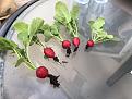 Click image for larger version

Name:	radishes.jpg
Views:	170
Size:	121.9 KB
ID:	2378610