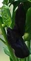 Click image for larger version

Name:	Tesco Chilli.JPG
Views:	203
Size:	14.9 KB
ID:	2378928