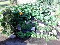 Click image for larger version

Name:	pumpkinpatch.jpg
Views:	185
Size:	183.3 KB
ID:	2379274