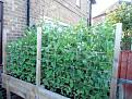 Click image for larger version

Name:	peas 2017.jpg
Views:	272
Size:	63.7 KB
ID:	2379452