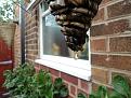 Click image for larger version

Name:	wasp 1.jpg
Views:	170
Size:	143.9 KB
ID:	2379663