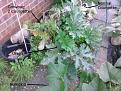 Click image for larger version

Name:	Courgettes3.jpg
Views:	353
Size:	136.1 KB
ID:	2379816