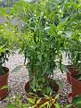 Click image for larger version

Name:	Cayenne Long Thin.jpg
Views:	280
Size:	527.6 KB
ID:	2379834