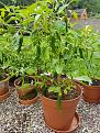 Click image for larger version

Name:	Ghost pepper.jpg
Views:	301
Size:	507.4 KB
ID:	2379839