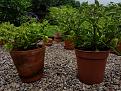 Click image for larger version

Name:	Bhut Jalokia.jpg
Views:	311
Size:	384.5 KB
ID:	2379841