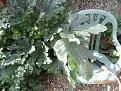 Click image for larger version

Name:	TUSCANY Leaves compared to Patio chair.JPG
Views:	387
Size:	175.1 KB
ID:	2379859