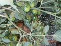 Click image for larger version

Name:	Closeup R Alert.JPG
Views:	305
Size:	174.6 KB
ID:	2379862