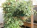 Click image for larger version

Name:	Outdooer Tumble Toms in baskets.JPG
Views:	310
Size:	167.1 KB
ID:	2379863