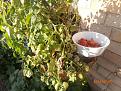 Click image for larger version

Name:	P7100336.JPG
Views:	314
Size:	172.7 KB
ID:	2379864