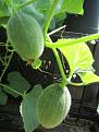 Click image for larger version

Name:	5th Aug 2018 greenhouse melon walnuts.jpg
Views:	294
Size:	51.6 KB
ID:	2379908