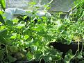 Click image for larger version

Name:	5th Aug 2018 greenhouse foliage 2.jpg
Views:	281
Size:	84.9 KB
ID:	2379910