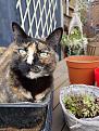 Click image for larger version

Name:	Dopeycatnip.jpg
Views:	160
Size:	137.4 KB
ID:	2381317
