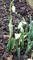 Click image for larger version

Name:	snowdrop.jpg
Views:	216
Size:	114.2 KB
ID:	2382019
