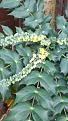 Click image for larger version

Name:	mahonia.jpg
Views:	199
Size:	71.2 KB
ID:	2382037