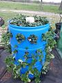 Click image for larger version

Name:	strawberry planter.jpg
Views:	927
Size:	93.8 KB
ID:	2382152