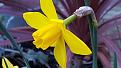 Click image for larger version

Name:	daff.jpg
Views:	227
Size:	31.3 KB
ID:	2382682