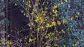 Click image for larger version

Name:	forsythia.jpg
Views:	213
Size:	62.1 KB
ID:	2382686