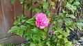 Click image for larger version

Name:	camelia.jpg
Views:	206
Size:	55.1 KB
ID:	2382710