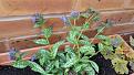 Click image for larger version

Name:	pulmonaria.jpg
Views:	210
Size:	68.0 KB
ID:	2382726