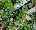Click image for larger version

Name:	vinca.jpg
Views:	195
Size:	62.8 KB
ID:	2382882