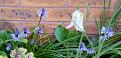Click image for larger version

Name:	muscari.jpg
Views:	217
Size:	64.7 KB
ID:	2383189